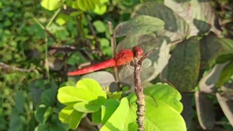 Very beautiful dragonfly Stock Footage 300507343