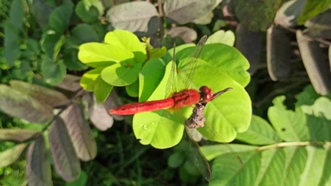 Very beautiful dragonfly Stock Footage 300507349
