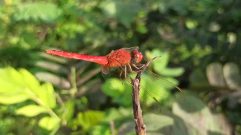 Very beautiful dragonfly Stock Footage 300507352