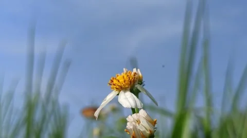 Very beautiful dragonfly Stock Footage 300507365