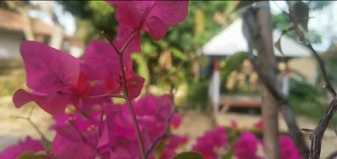 Very beautiful flower Stock-Footage 210171767