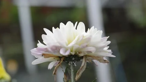 Very beautiful flowers Stock Footage 205360995