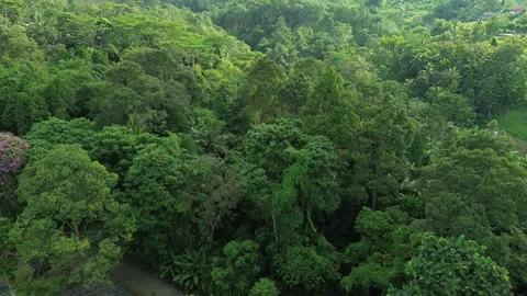 Very beautiful forest Stock Footage 314083214
