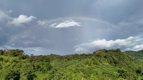 Very beautiful forest Stock Footage 317426157