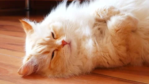 A very beautiful ginger white cat lies on the floor bending its front paws Stock-Footage 138971688