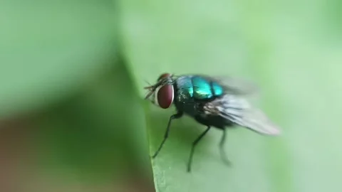 Very beautiful green fly Stock Footage 236026974