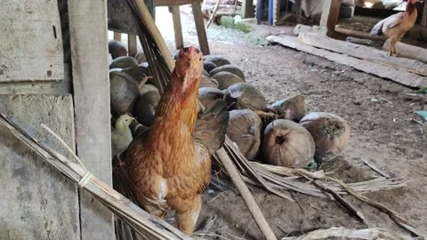 Very beautiful hen Video stock 207591658