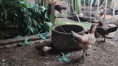Very beautiful hen Video stock 207591896