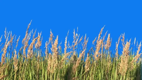 Very beautiful High Grass Isolated on blue color background Blowing On The Wind Stock Footage 94539604