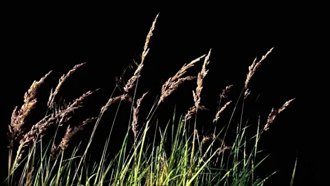 Very beautiful High Grass Isolated with alpha mask Blowing On The Wind Stock Footage 94539919