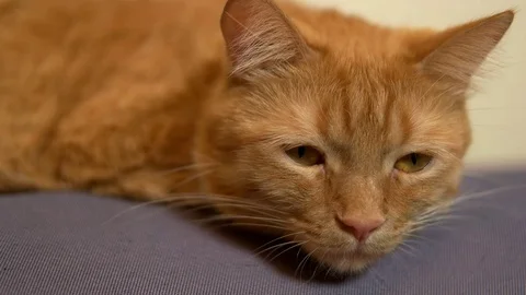 Very beautiful house cat Stock Footage 71292056