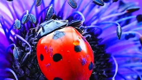 Very beautiful insects Stock Footage 303638424