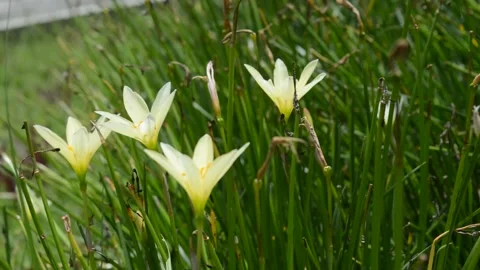 Very beautiful lilies Video stock 224258071