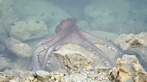 A very beautiful octopus swimming Stock Footage 113737218