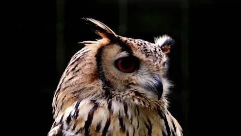 Very beautiful owl Stock Footage 212302282