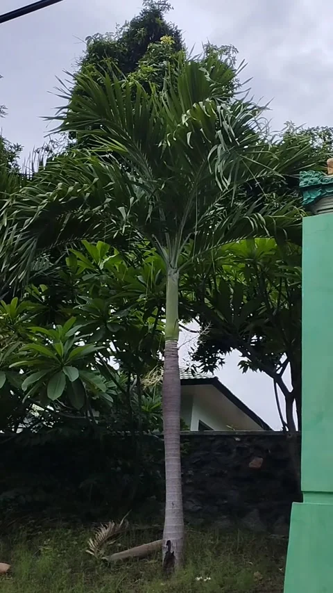 Very beautiful palm tree Stock Footage 228804950