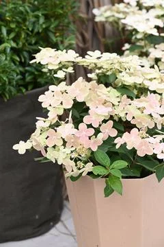 Very beautiful pink hydrangea paniculate in basket Stock Photos