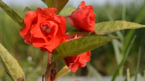 Very beautiful red flower Video stock 212548938
