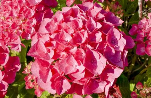 Very beautiful red hydrangea in full bloom Stock Photos