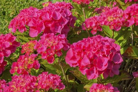 Very beautiful red hydrangea in full bloom Stock Photos