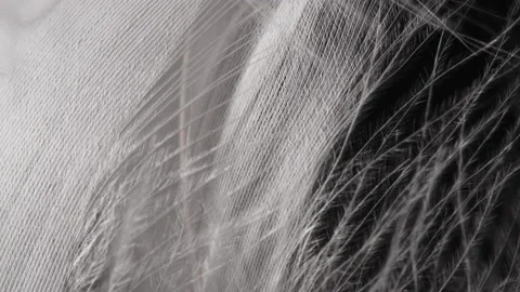 Very beautiful rotating white feather. Bird natural pattern. Macro view. Texture Stock Footage 130752557