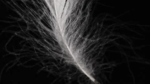 Very beautiful rotating white feather. Bird natural pattern. Macro view. Texture Stock Footage 130865960