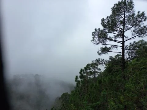 Is very beautiful to see every tree in the mountains during the rainy season. Stock Photos