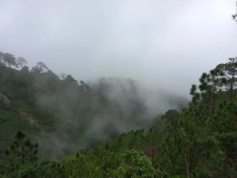 Is very beautiful to see every tree in the mountains during the rainy season. Stock Photos