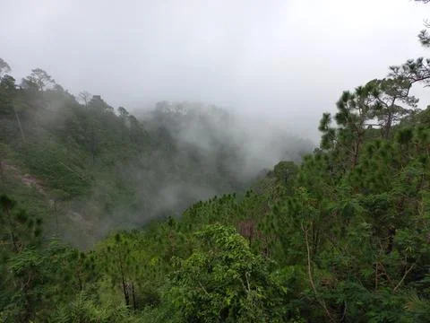 Is very beautiful to see every tree in the mountains during the rainy season. Stock Photos