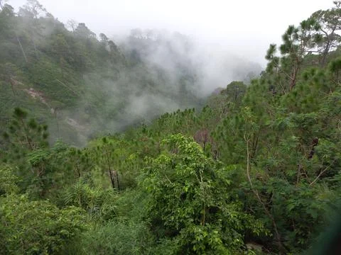 Is very beautiful to see every tree in the mountains during the rainy season. Stock Photos