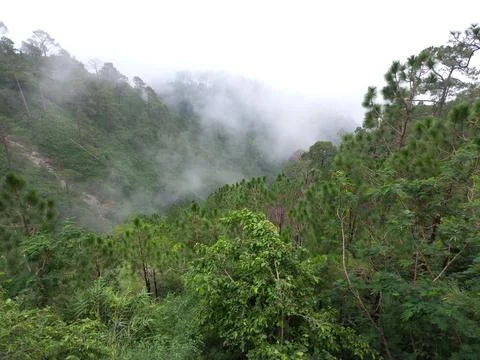 Is very beautiful to see every tree in the mountains during the rainy season. Stock Photos