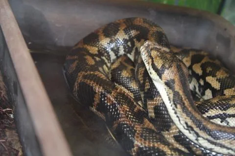 Very beautiful snake Stock-Fotos