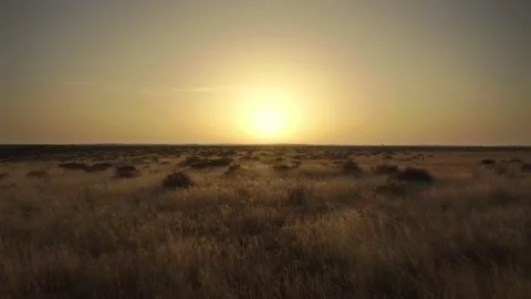 A very beautiful, soft dawn over a field of dry grass. Vídeo Stock 239860918