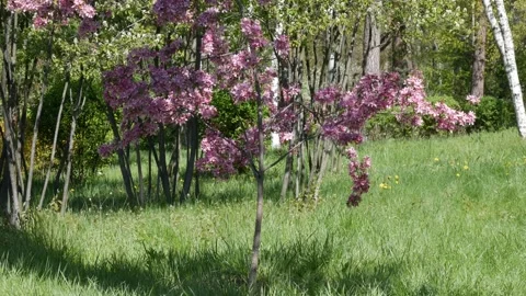 A very beautiful spring blooming sakura tree in full frame. 動画素材 240638697