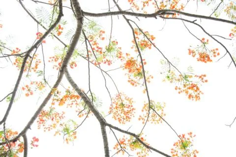 Very beautiful spring tree Stock Photos