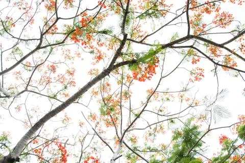 Very beautiful spring tree Stock Photos