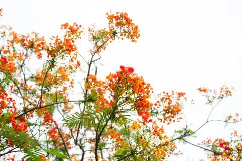 Very beautiful spring tree Foto stock