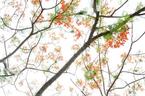 Very beautiful spring tree Stock Photos