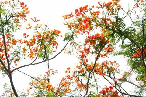 Very beautiful spring tree Stock Photos