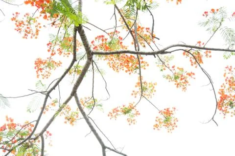 Very beautiful spring tree Stock Photos