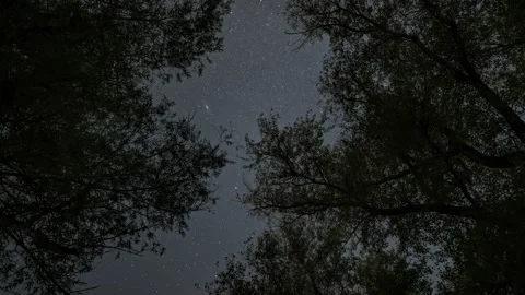 Very beautiful starry sky through the branches of trees. Cinematic quality. 動画素材 212624268