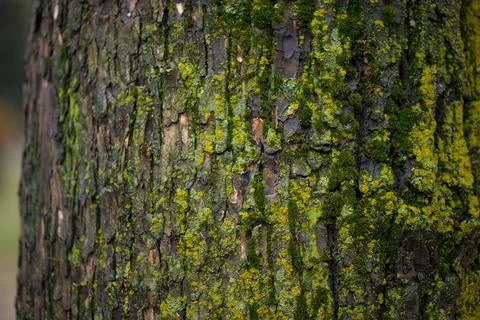 Very beautiful texture of a tree covered with moss Stock Photos