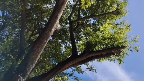 Very beautiful tree branches Stock Footage 229537255