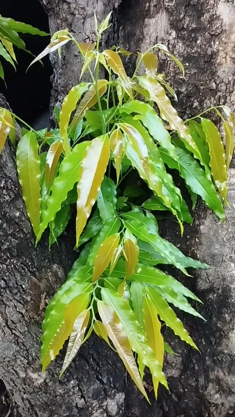 Very beautiful tree Stock Footage 226729239