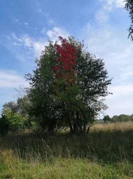 A very beautiful tree Stock Photos