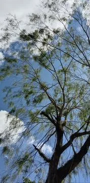 Very beautiful tree Stock Photos