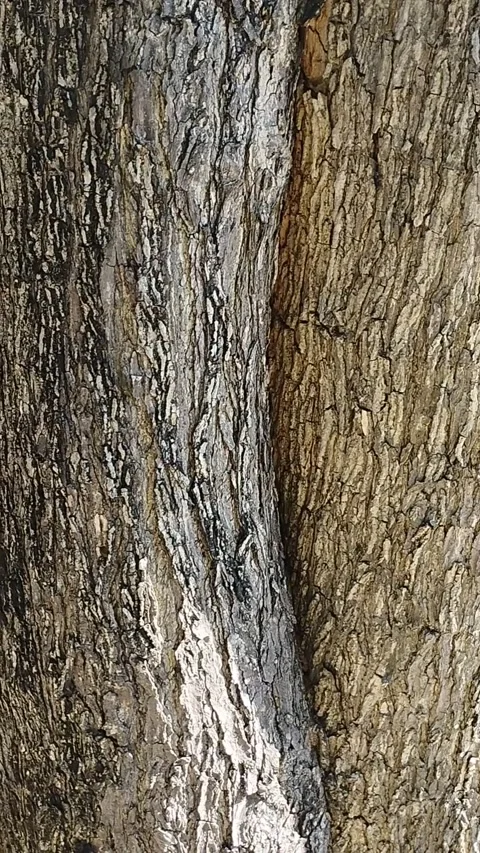 Very beautiful tree trunk Stock Footage 229537272