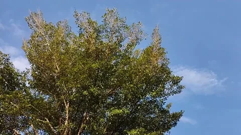 Very beautiful tree view Stock Footage 218244512