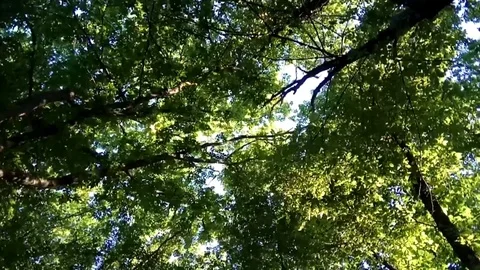 Very beautiful trees in spring Stock Footage 109647494