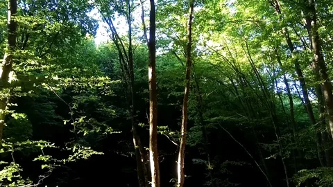 Very beautiful trees in spring Stock Footage 110799930